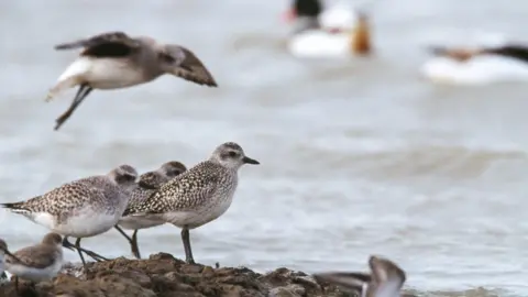 Four small birds with black and white fur coats standing on rocks by the water, with a fifth flying above them. Two ducks are bobbing in the water in the background.