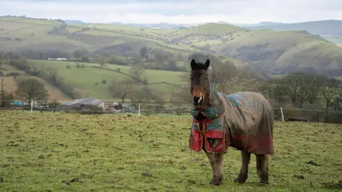 BBC Weather Watchers/Videoman A horse covered with a man-made coat of brown and red, stands in a field with a wire fence in the distance. Behind the fence are rolling hills of grassland.
