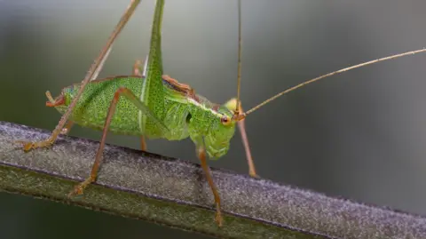 Wildlife Trust BCN A speckled bush-cricket is perched on a broad grass blade or reed. Its powerful hind legs are folded upwards, ready for jumping, while the front and middle legs grip the plant stem.

