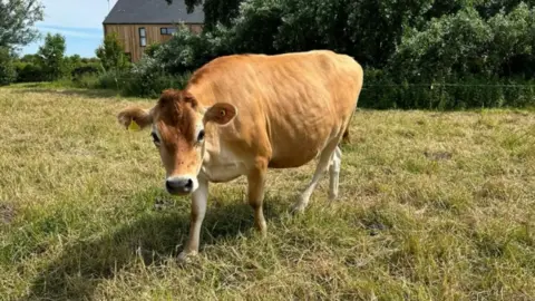 Cow 