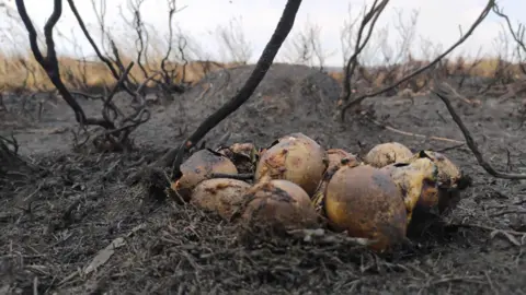 Peak District National Park Authority A scorched nest of eggs in burnt undergrowth