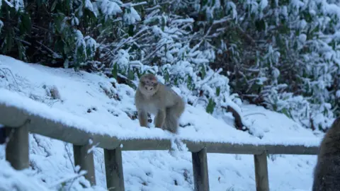 A monkey playing in the snow