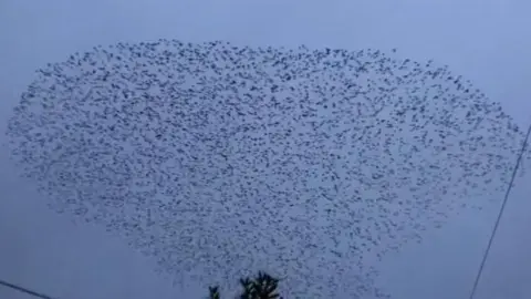 Murmuration of starlings