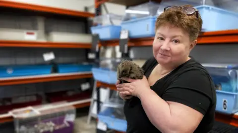 A woman in a black T-shirt holds a baby hedgehog, her glasses sitting on her head. She stands in front of a row of hedgehog cages