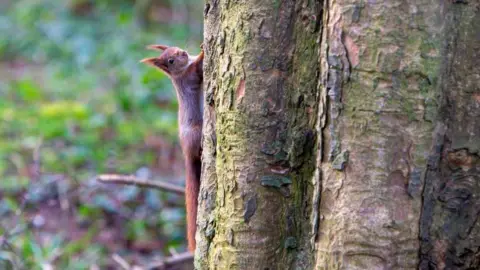A Red Squirrel, clinging to the side of a tree on the edge of the Presaddfed Estate, near Bodedern, Anglesey.