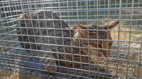Kevin Murphy A cat with black spots and pointy ears sits in a loaf position inside a cage