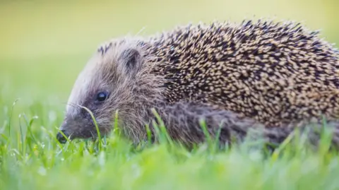 The image shows a hedgehog sitting in the grass.