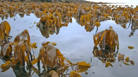 Manx National Heritage Manx Kelp
