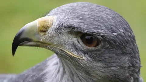 Huxley's Bird of Prey Centre An eagle's head.