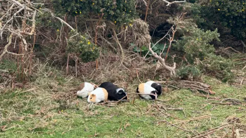 Five guinea pigs next to each other on the grass with brambles and bushes behind them.