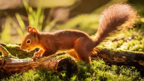 Danny Lawson/PA Media A red squirrel forages for food in generic woodland.