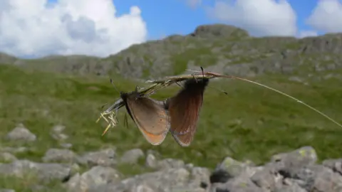 PA Media Two mountain ringlet butterflies are joined together at the end of a long blade of wild grass. A rocky, grassy hill top is blurred in the background.