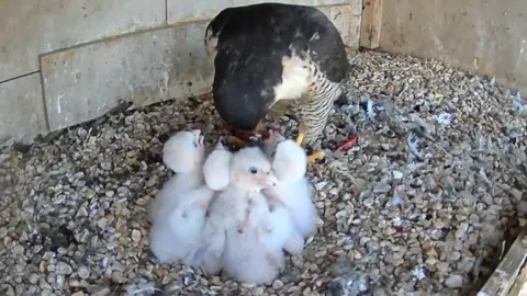Four white feathered peregrine falcons chicks, with a large mother peregrine falcon, in a nest box, with small stones on the ground. The mother is bending down. 