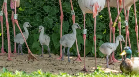 WWT Martin Mere Wetland Centre Four chicks stand by the long slim legs of older pink flamingos. they stand in front of green planting.