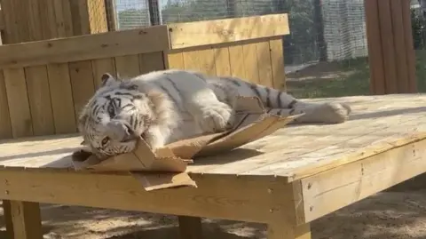 Lincolnshire Wildlife Park A white tiger is laying on a flattened cardboard box on top of a wooden raised area with some of the cardboard in its mouth and his paw resting on it. He is looking at the camera.