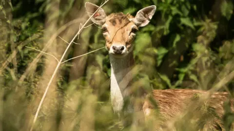 Greenwich deer looks at the camera through green foliage