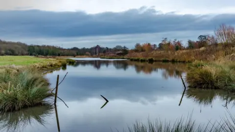 WWT Wader Lake is a large body of water which is surrounded by grassy fields and browning shrubs. There are tall trees in the distance. There are reeds poking out of the water in the foreground. The water is so still is is reflecting the sky above it.