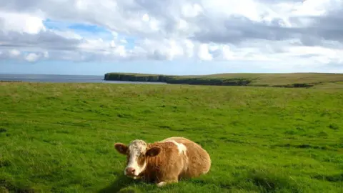 A brown and white cow lying on green grass in a field on Stronsay, Orkney.