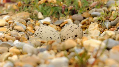 Amy Lewis Two eggs in an oystercatcher nest amidst the shingle on an Essex beach - showing how vulnerable the nests are 