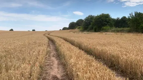 A photo of a wheat field with vehicle tracks through the crop, trees to the right and a blue sky above.