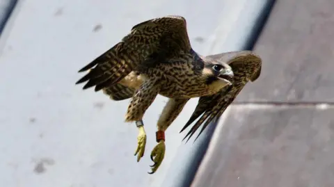 One of the peregrine falcon chicks in mid-flight. Its underside is cream-colored with dark horizontal barring and spots.
