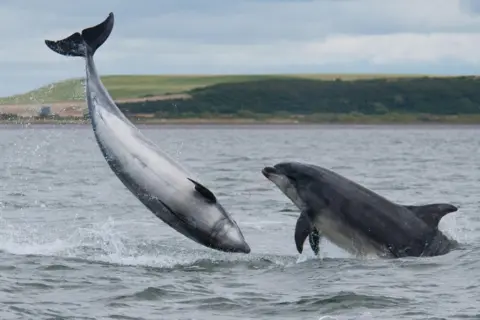 Getty Images Two bottlenose dolphins jump out of the sea at Chanonry Point. They are grey in colour. Green fields are visible on the opposite shore.