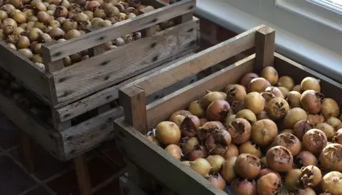 Jane Steward Brown and green round fruits stored in wooden baskets.