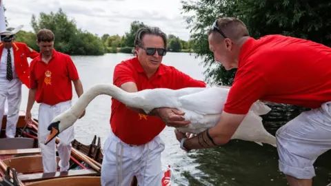 A group of men in red shirts and white trousers are gathered together on a river. Three of the men are on a boat while one stands on the shore. One of the men on the boat is handing a swan to the man on land with both hands. 