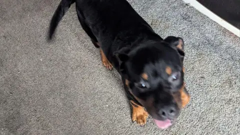 RSPCA An image taken from above showing a black and brown dog standing on a grey carpet and looking up at the camera with its tongue out.