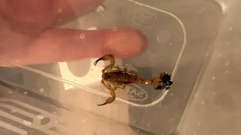 UGC A scorpion in a Tupperware container