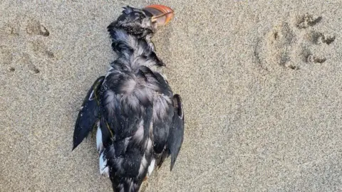 A dead puffin is lying on a sandy beach. There are two dog's paw prints around it.