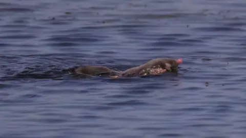 Andrew Kirby A mole swimming through the water, with its head poking above the surface
