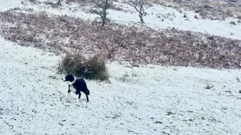 A black and white dog is standing on a hill that is lightly covered in snow. 