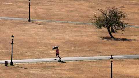 EPA A woman holding an umbrella for shade walks across the parched parklands at Primrose Hill, London.