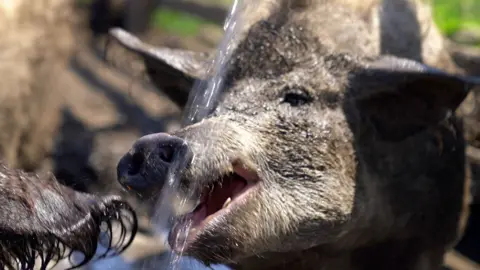 Close up of a pig being hosed down by a water pipe.