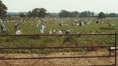 Avon Valley Country Park Avon Valley Country Park from the mid 1980s. People dressed in light clothes are on a field picking strawberries. There is a farm gate in the foreground and trees in the background. It is a sunny day.