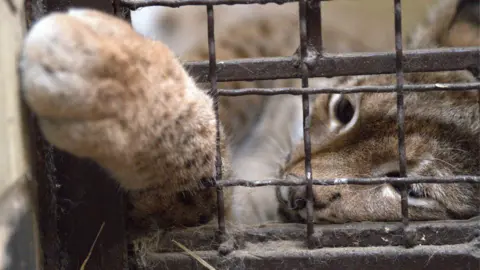 A light brown lynx putting her paw through a gap in her cage towards the camera while lying down