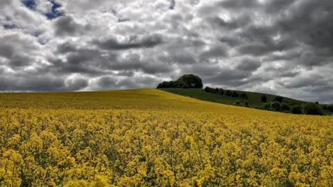 BBC Weather Watchers/Chris and Tam A moody sky with increasingly dark clouds cast shade on a field of rape seed at Liddington Hill in Wiltshire.