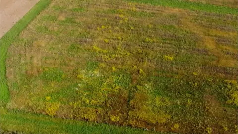 Picture of a barren field which should be full of big orange pumpkins