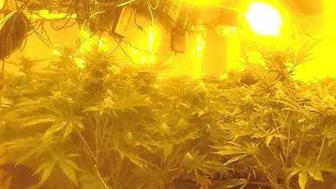 Nottinghamshire Police Police image of cannabis growing inside a property