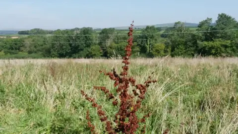 This is a countryside scene. There is long grass in the foreground, with a dry, red plant in the centre. In the background is a row of green trees, and low hills behind.