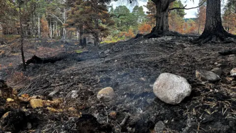 A small amount of smoke coming from the ground, surrounded by burnt vegetation and trees.