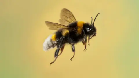 A bumblebee in flight against a yellow background. 