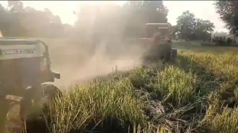 S Shukla Authorities destroying Kodo millet near the national park after reports emerged that the elephants may have died after consuming the crop