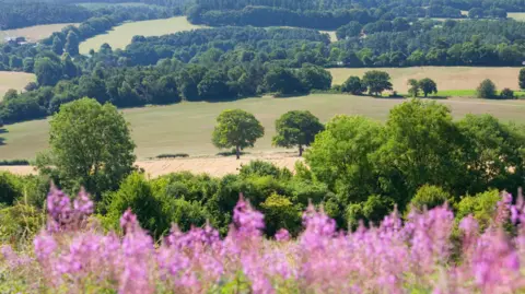 A picturesque countryside scene. Leafy, green trees are visible on the horizon with pink heather in the foreground. 
