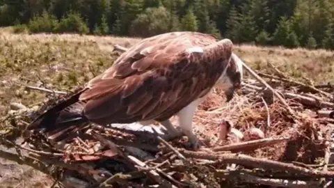 An osprey - a large bird with brown feathers and yellow eyes and a black beak looking down at a small chick which is looking up with its mouth open. There is an egg next to the chick and they are sitting on a large nest made up of twigs and grass. A forest of green trees is in the background.