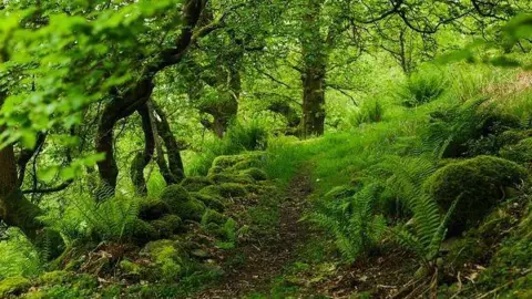 Wild Haweswater which is a woodland covered in green plants and trees.