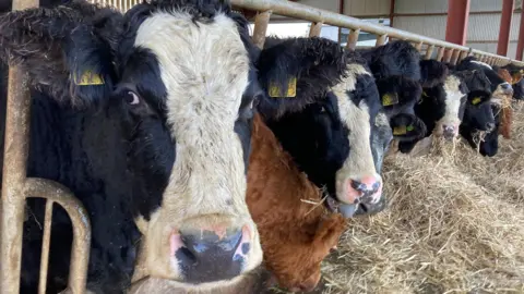 A herd of cows look out of their indoor enclosure. They have tags on their ears and some are eating hay.