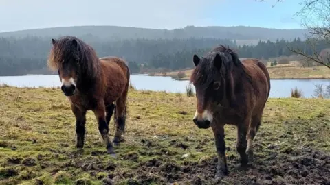 Juliet Rogers Two Exmoor ponies are walking up a muddy field with a large lake and rolling hills behind them.