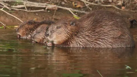The Wildlife Trusts/Mike Symes A female beaver in the water with her two kits next to her